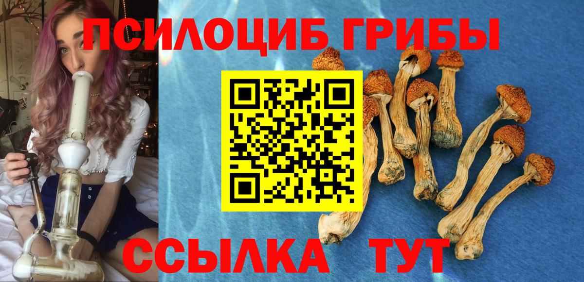 купить наркотик  Псилоцибиновые грибы ЛСД  Вход с VPN  Тихвин  Псилоцибиновые грибы Psilocybe 